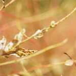 Австралийский урожай пшеницы снижен. Эль-Ниньо приносит жаркую, сухую погоду